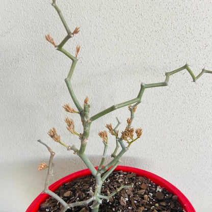 Geometry Plant Decarya madagascariensis with spiny architectural growth