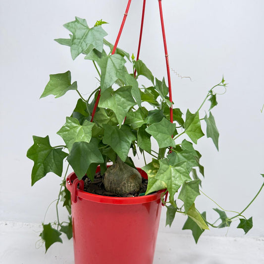 Gerrardanthus macrorhizus Bigfoot Plant with swollen caudex base