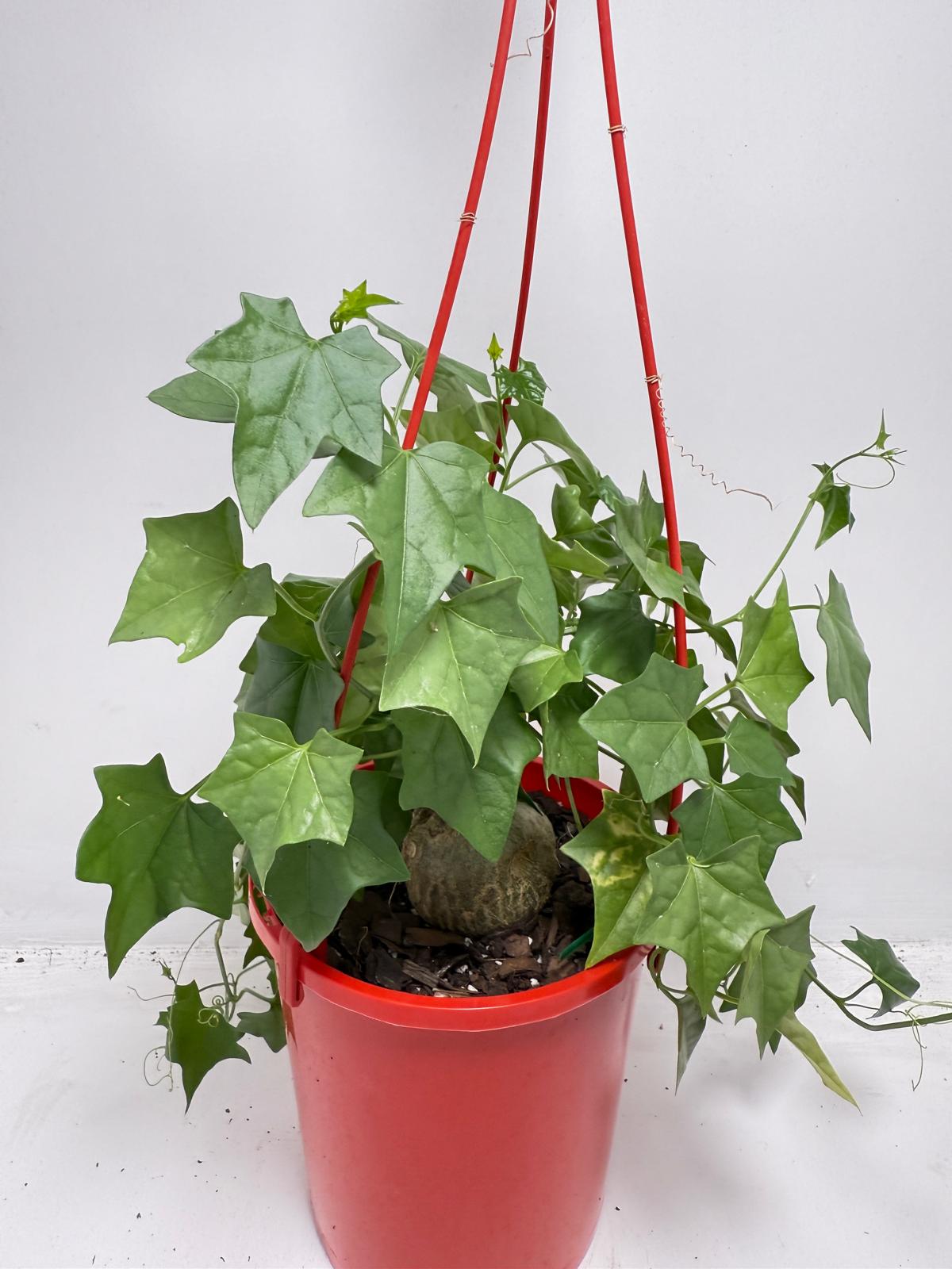 Gerrardanthus macrorhizus with climbing green vines