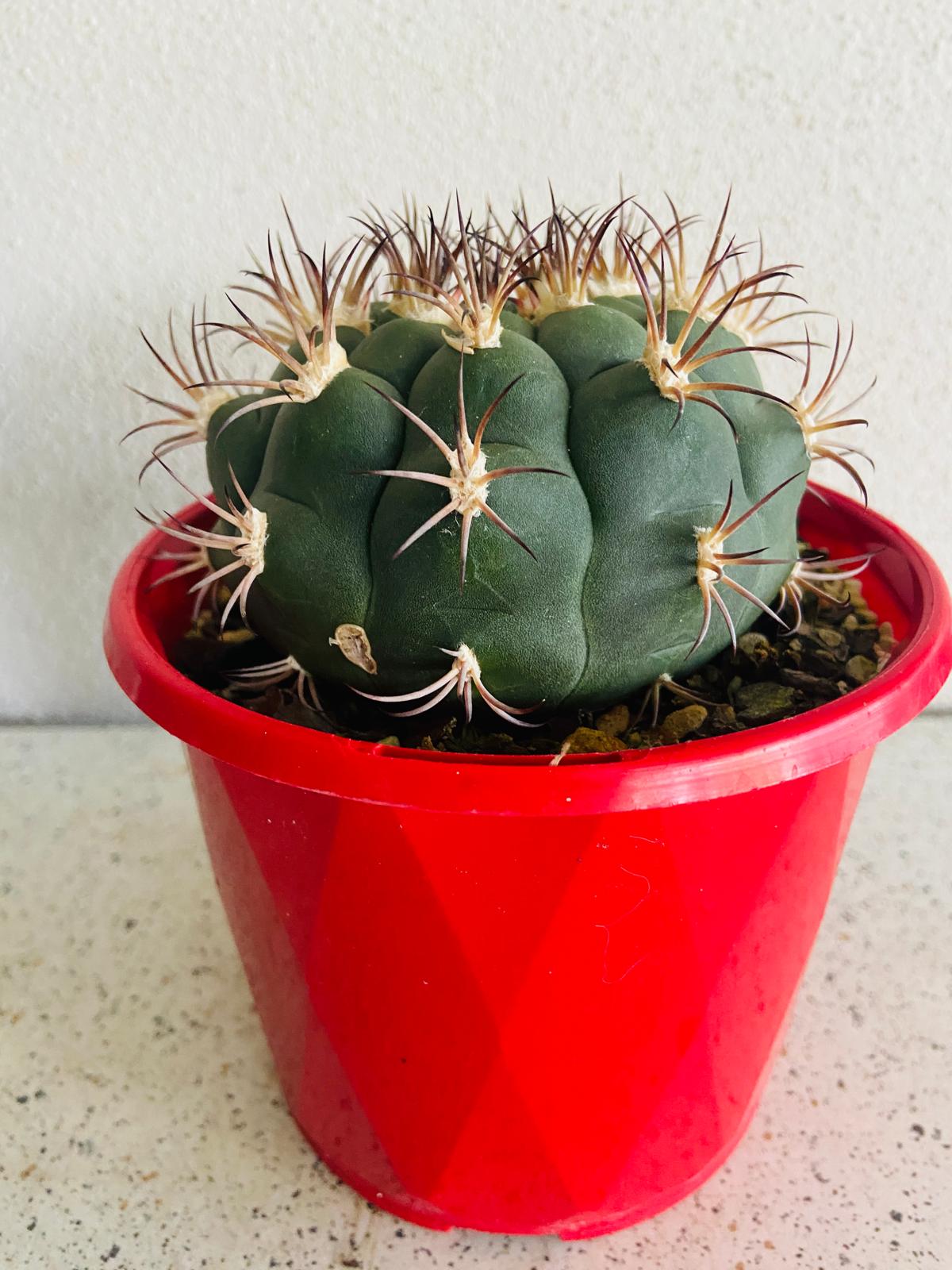 Gymnocalycium saglionis for Australian cactus collections and rock gardens