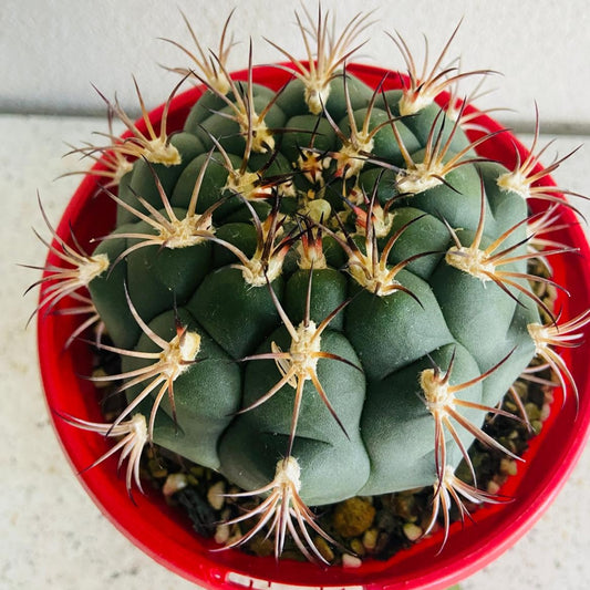 Gymnocalycium saglionis giant globe cactus with bold curved spines