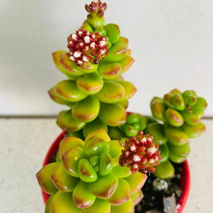 Close-up of large fleshy Sedum Giant Jelly Bean leaves with red edges