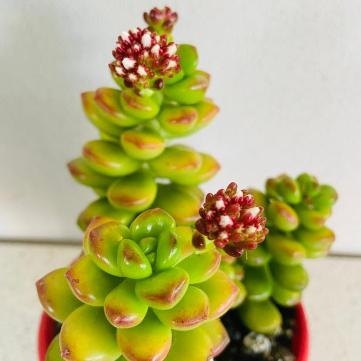 Giant Jelly Bean Sedum plant showing thick jelly bean-shaped foliage