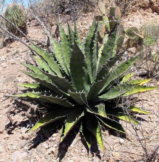 Agave Gigantensis