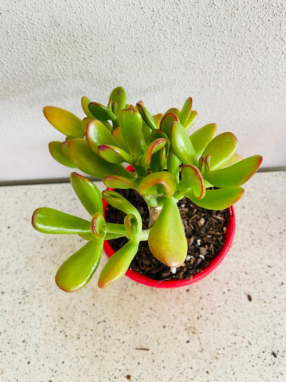 Golden Jade Plant Crassula Ovata growing in a red pot