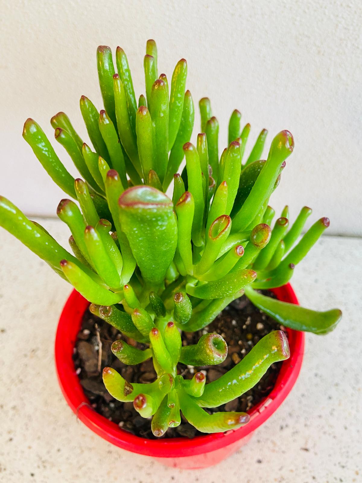 Gollum Jade succulent with trumpet-shaped leaves and red tips