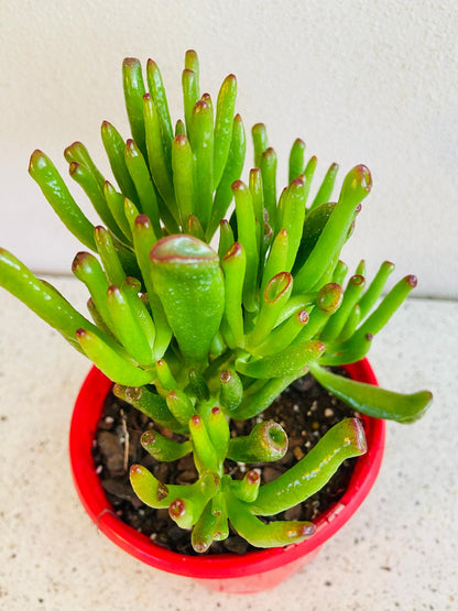 Gollum Jade succulent with trumpet-shaped leaves and red tips