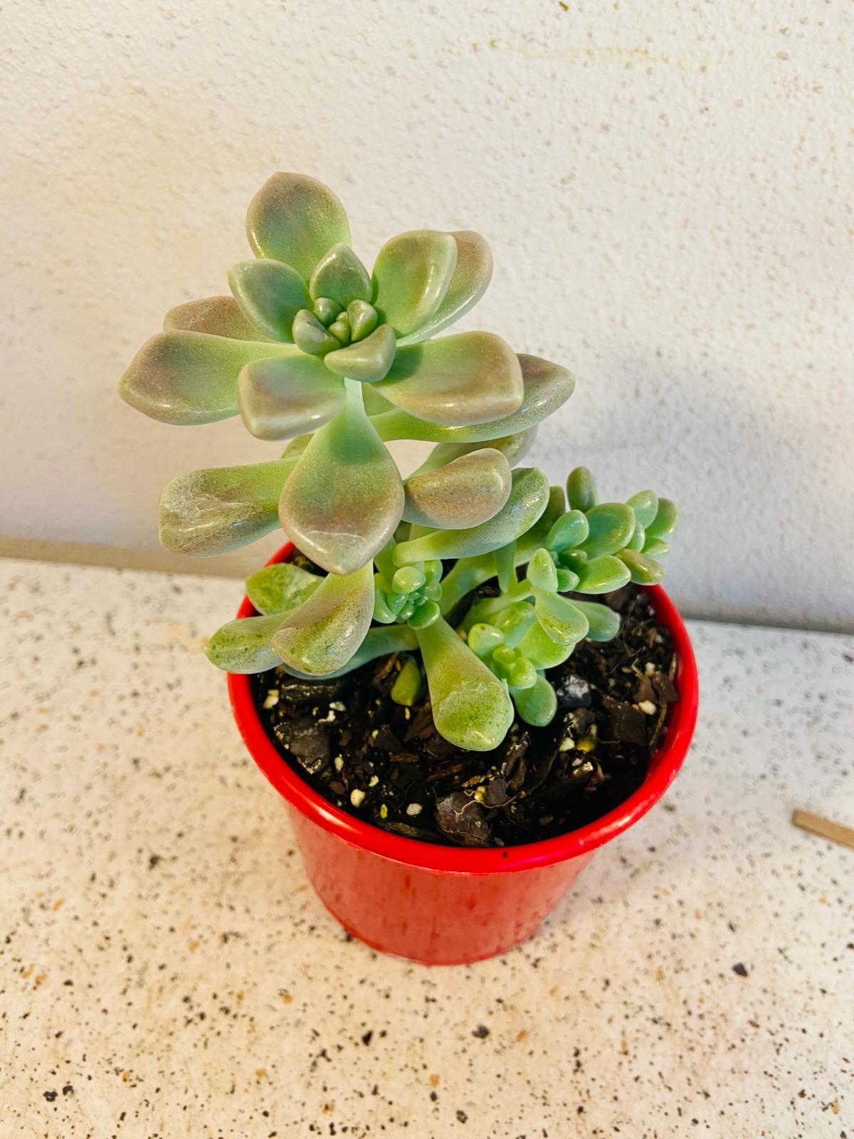 Graptopetalum Mendozae cluster, top-down view