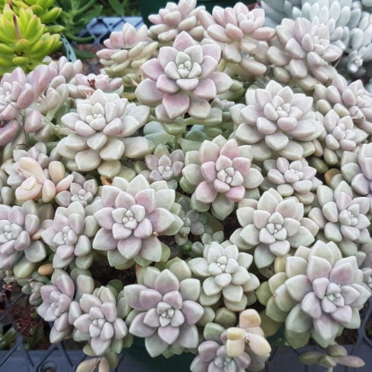 Cluster of Graptopetalum Mendozae succulent plants with soft grey-green rosettes and star-shaped flowers