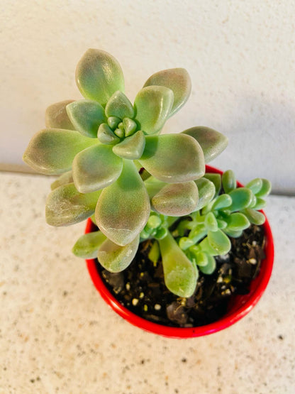 Close-up of Graptopetalum Mendozae's pastel rosette