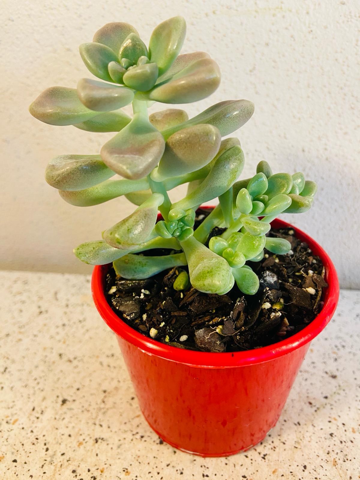 Cluster of Graptopetalum Mendozae succulent plants with soft grey-green rosettes and star-shaped flowers