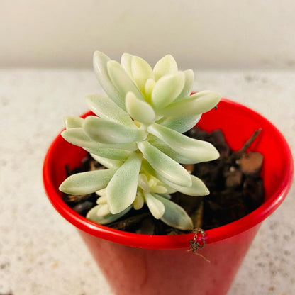 Graptopetalum mendozae Mirinae Variegata with pastel pink, cream, and green rosettes