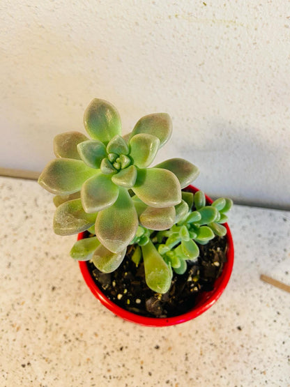 Graptopetalum Mendozae plant sold with matching red pot