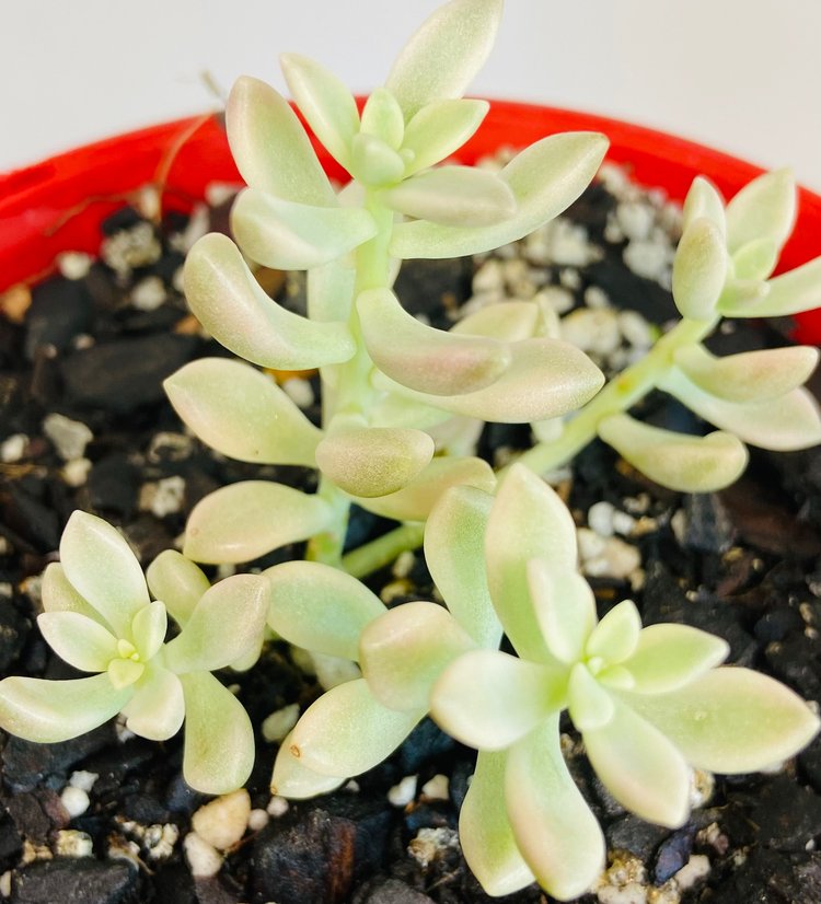Close up of Graptopetalum Mirinae Variegata showing cream and pink variegated leaves