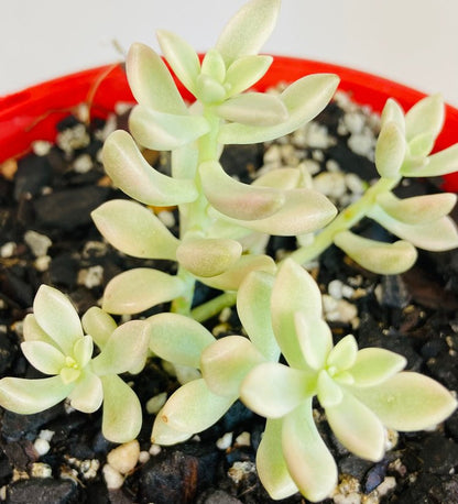 Close up of Graptopetalum Mirinae Variegata showing cream and pink variegated leaves