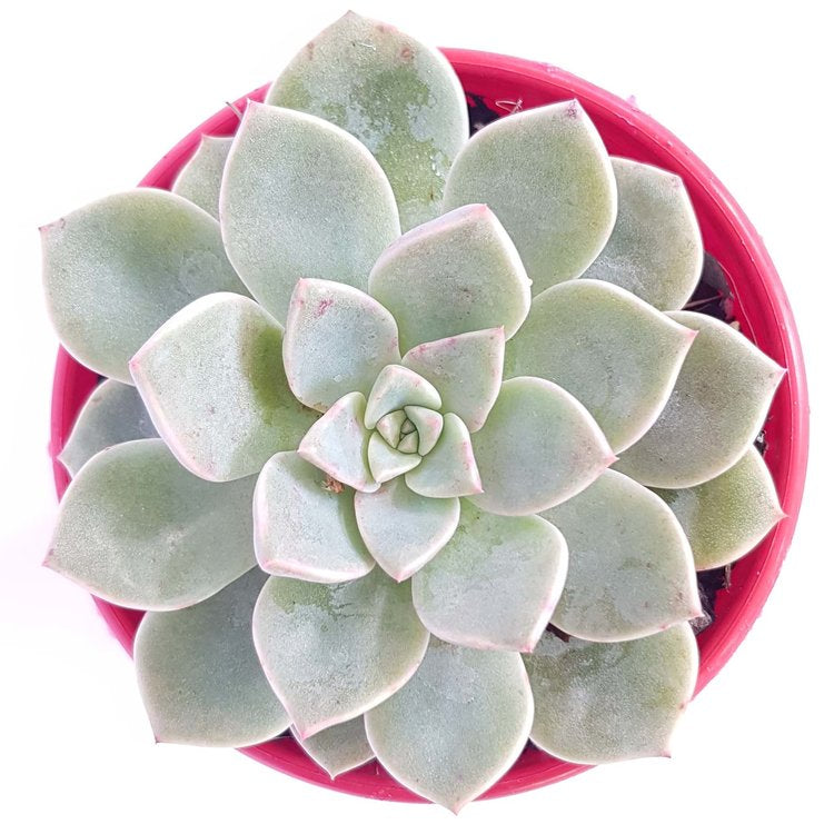 Graptoveria Acaulis My Store