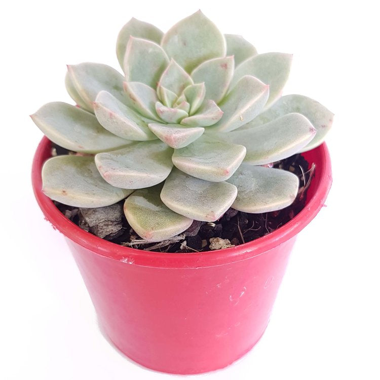 Graptoveria Acaulis My Store