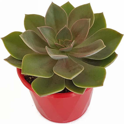 Graptoveria ‘Dusk’ with pink and lavender leaves