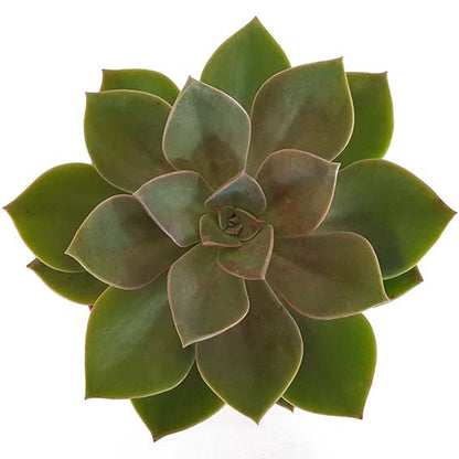 Graptoveria ‘Dusk’ rosette