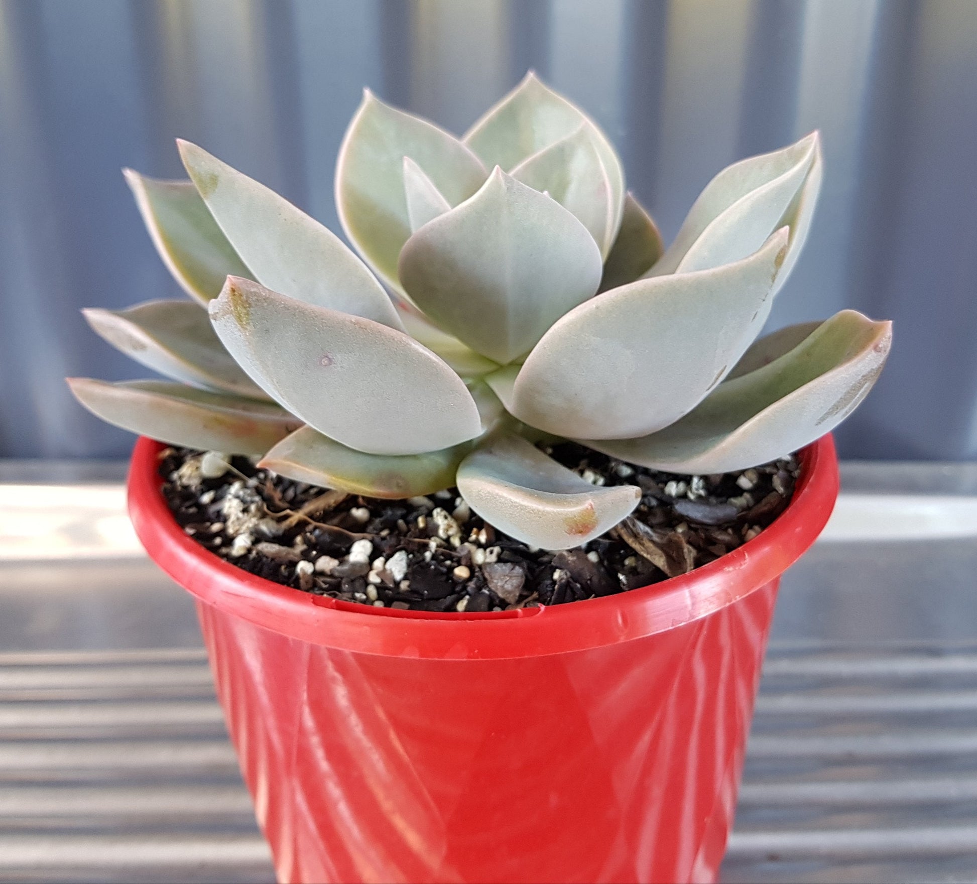 Graptoveria Dusk  130mm My Store