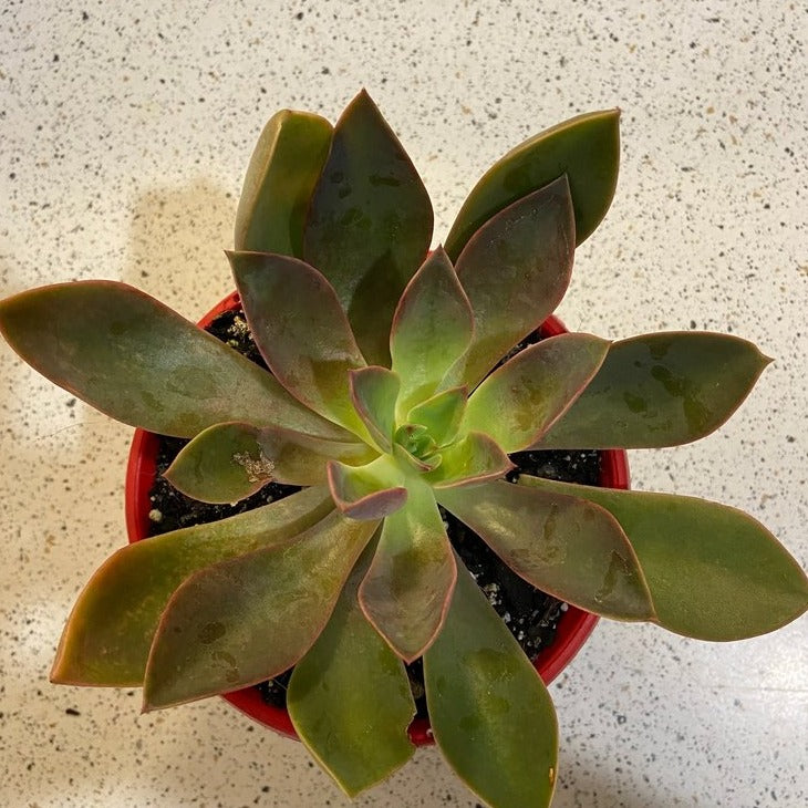 Close-up of Graptoveria Jules leaves with natural farina coating