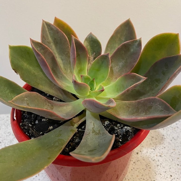 Graptoveria Jules hybrid succulent with pastel rosette leaves