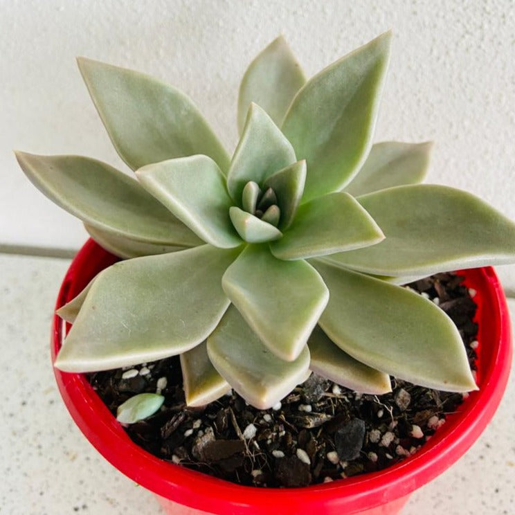 Graptoveria Luna succulent supplied in a 130mm nursery pot