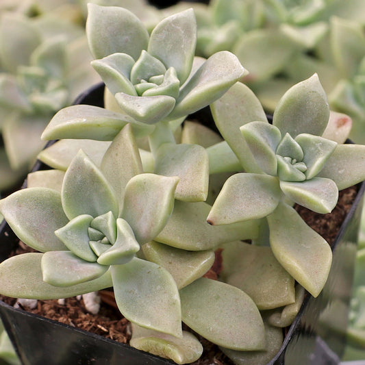 Graptoveria Luna hybrid succulent with pastel coloured rosette leaves