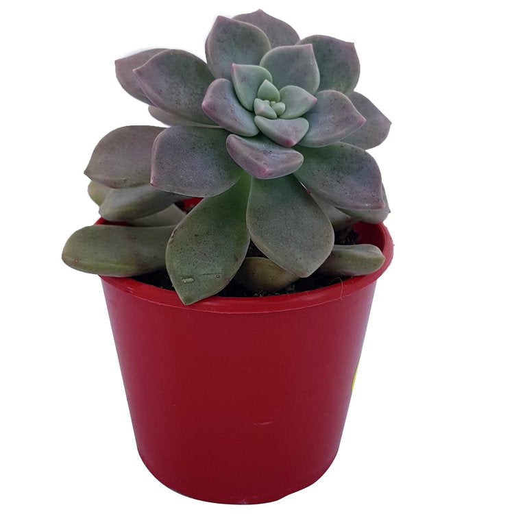 Mauve Accord Graptoveria rosette