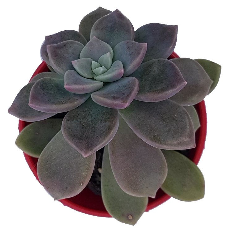 Graptoveria Mauve Accord succulent