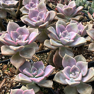 Graptoveria ‘Purple Delight’ grown in an 80mm nursery pot with compact growth