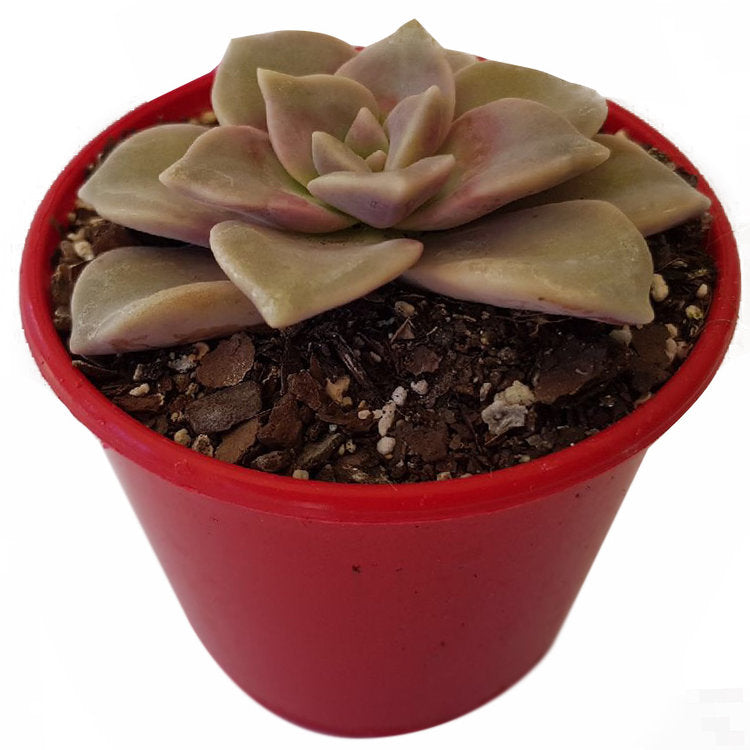 Close-up of Graptoveria ‘Purple Delight’ leaves with smooth lavender-purple tones