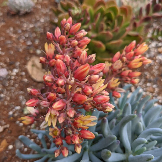 Graptoveria ‘Stella’ succulent