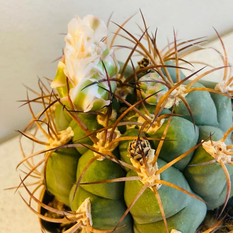 Gymnocalycium Chin Cactus with rounded ribbed body