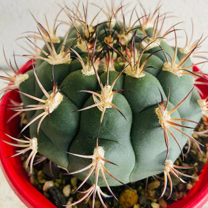 Close up of Gymnocalycium saglionis showing deep ribs and colourful spines