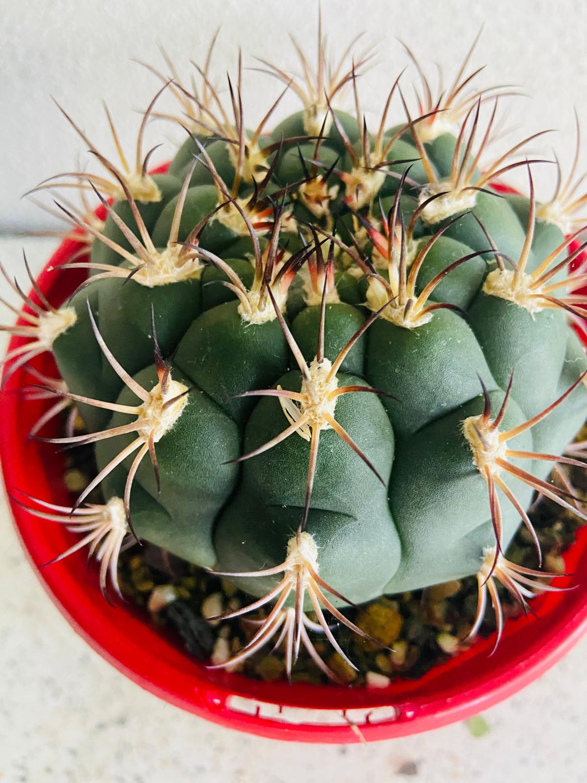 Mature Gymnocalycium saglionis with pale pink flower in bloom