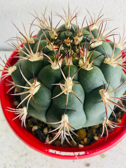 Mature Gymnocalycium saglionis with pale pink flower in bloom