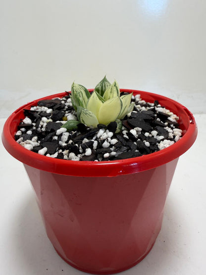 Haworthia cuspidata variegated succulent for Australian gardens
