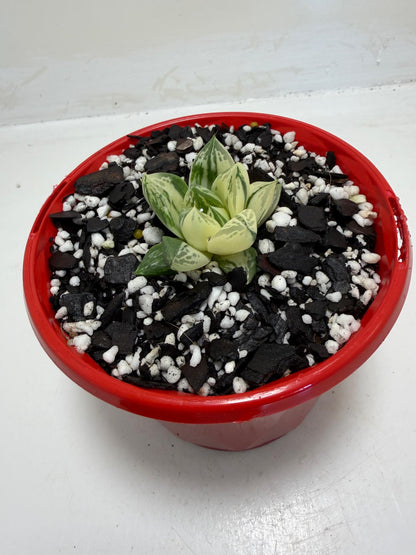 Close-up of Haworthia cuspidata variegated leaves