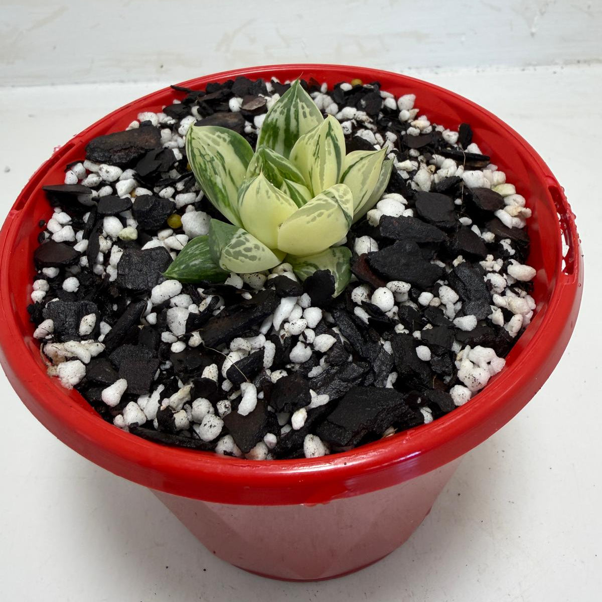 Haworthia cuspidata Variegated Succulent|130mm Succulents World