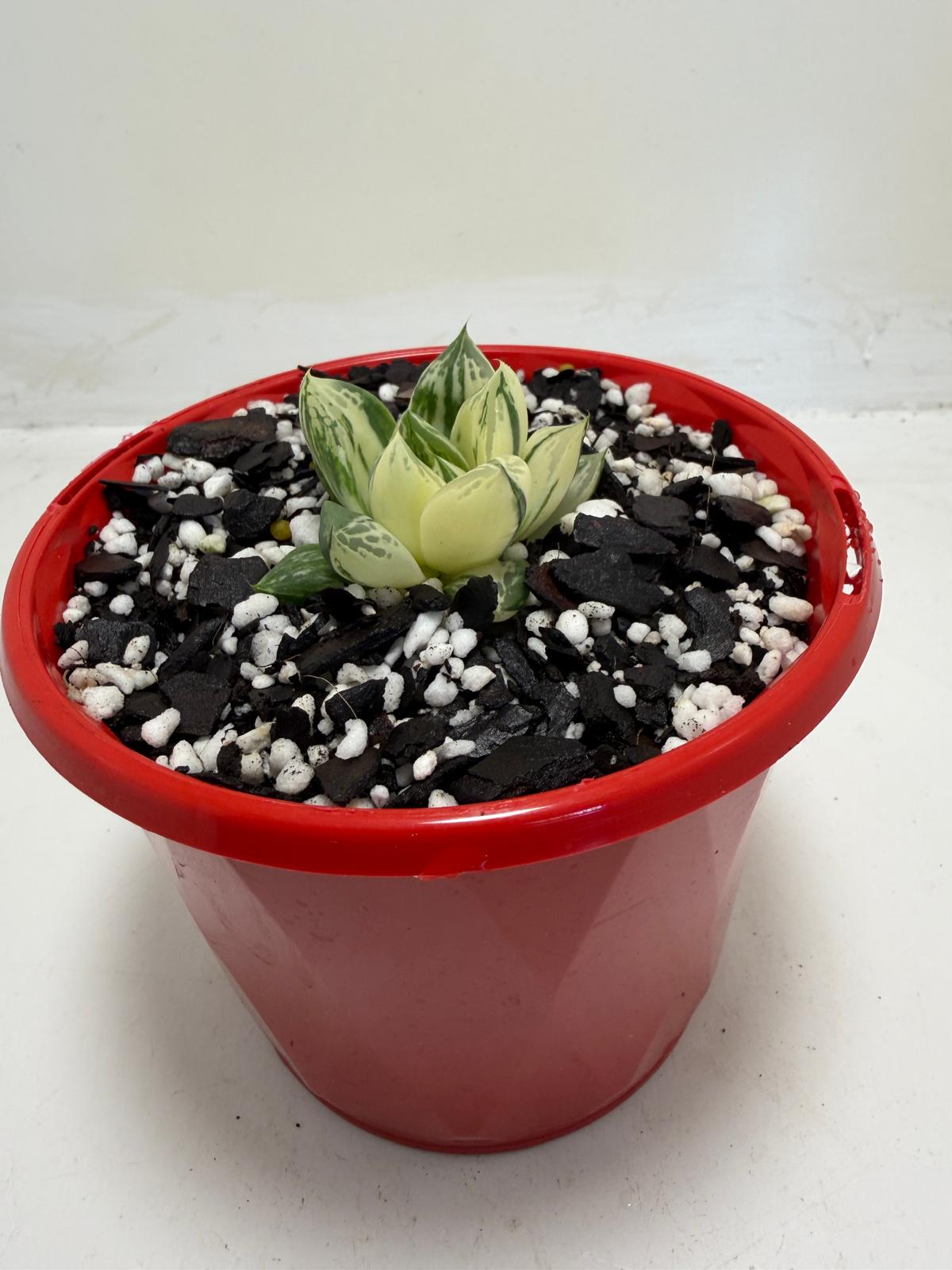 Haworthia cuspidata Variegated Succulent|130mm Succulents World