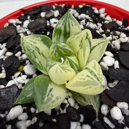 Haworthia cuspidata Variegated Succulent|130mm Succulents World