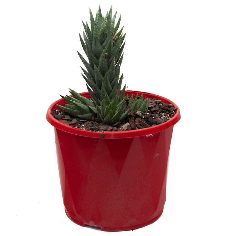 Blue-gray leaves of Haworthia glauca