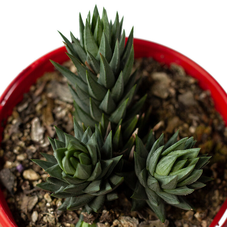 Upright pointed leaves of Haworthia glauca