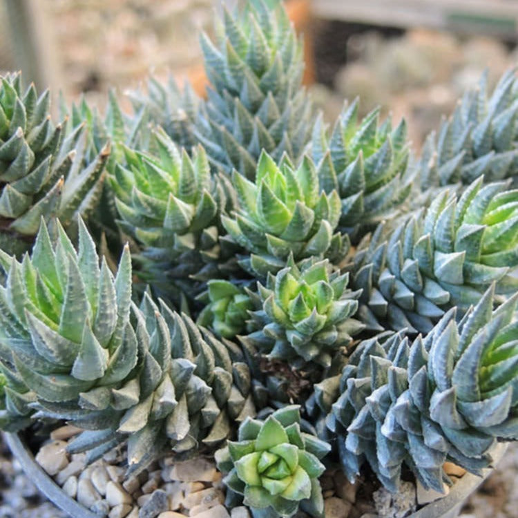 Haworthia glauca var glauca succulent
