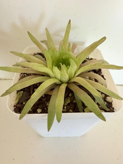 Haworthia ‘Kikuhigas’ in 80mm nursery pot