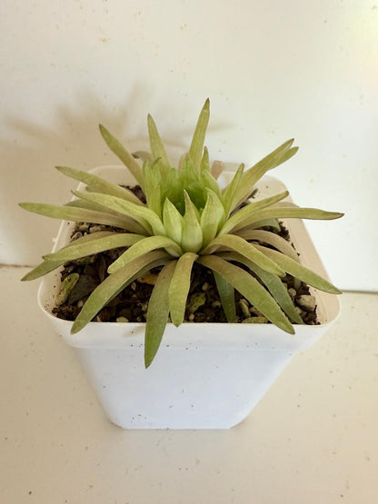Close-up of Haworthia ‘Kikuhigas’ translucent leaves