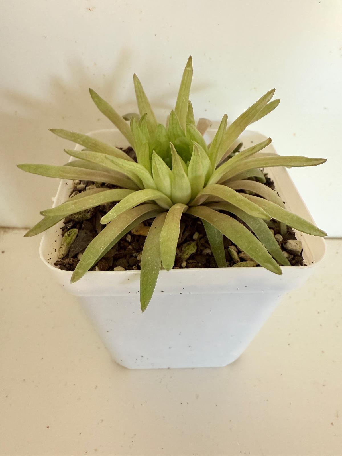 Haworthia ‘Kikuhigas’ fan-shaped rosette