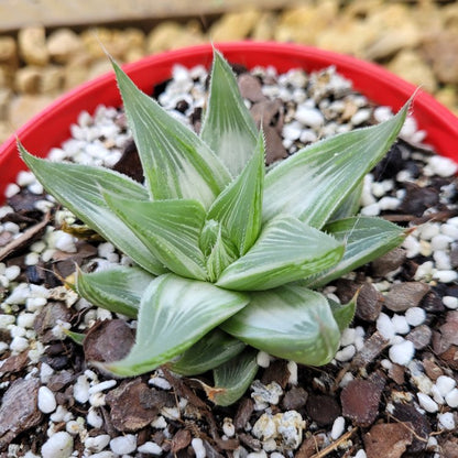 Cream and green variegated Haworthia leaves