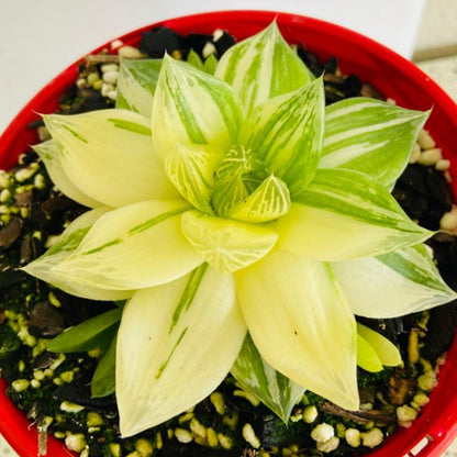 Haworthia Variegated Cymbiformis rosette